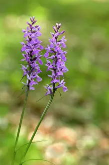 Maculata: Common Spotted-Orchid