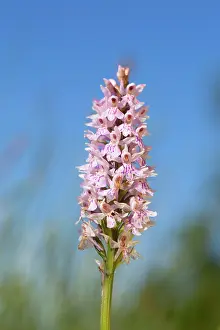 Dactylorhiza: Common Spotted Orchid