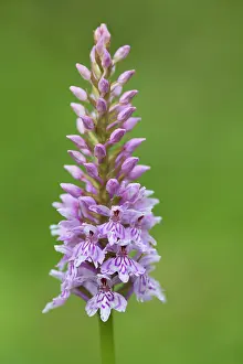 Dactylorhiza: Common Spotted Orchid