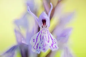 Dactylorhiza: Common Spotted Orchid