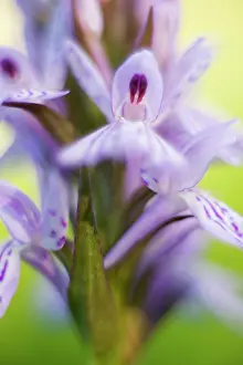 Dactylorhiza: Common Spotted Orchid