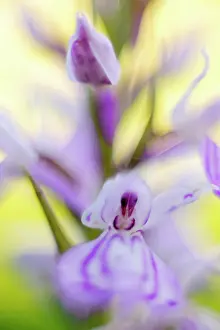 Dactylorhiza: Common Spotted Orchid