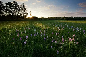 Dactylorhiza: Common Spotted Orchid