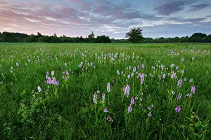 Dactylorhiza: Common Spotted Orchid