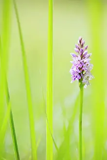 Gotland: Common Spotted Orchid