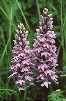 Geoff Trinder: Common Spotted ORCHID