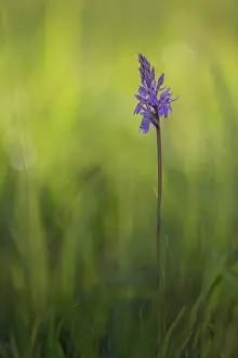 Orchid: Common Spotted Orchid
