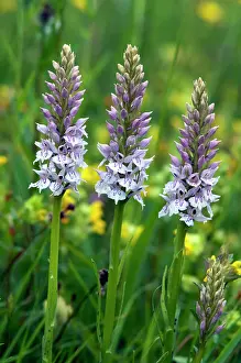 Dactylorhiza: Common spotted orchid - close up of three flower