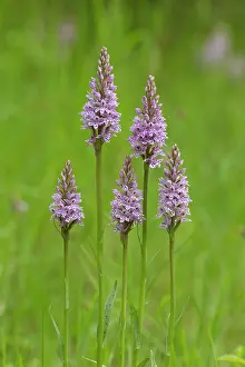 Fuchsii: Common Spotted Orchid - closeup of a group of five