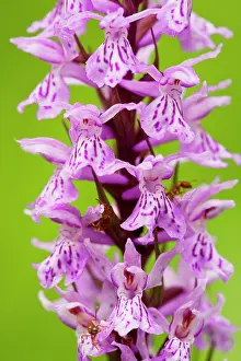 Fuchsii: Common Spotted Orchid - in flower in meadow