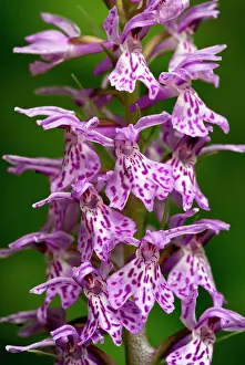 Fuchsii: Common Spotted Orchid - flower spike close-up