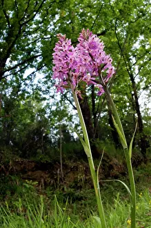 Maculata: Common Spotted-Orchid - in her habitat