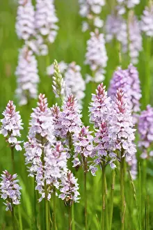 Fuchsii: Common Spotted Orchids in damp meadow