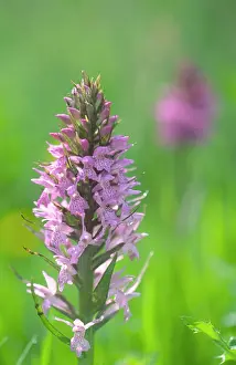 Fuchsii: Common Spotter Orchid