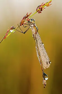 Spreadwing: Common Spreadwing