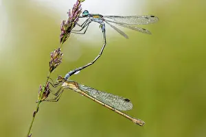 Copula: Common Spreadwing