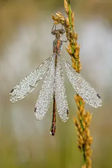 Spreadwing: Common Spreadwing