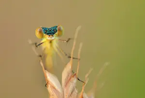 Warmth: Common Spreadwing