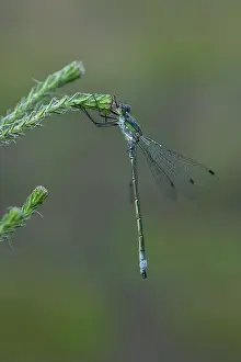 Zygoptera: Common Spreadwing