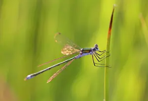 Spreadwing: Common Spreadwing