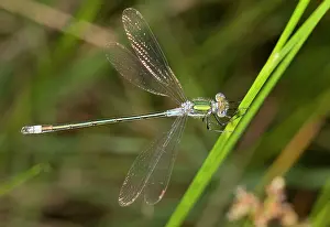 Emerald: Common Spreadwing / Common Emerald Damselfly - male perched