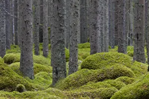 Abies: Common Spruce, Norway Spruce - trunks in a forest