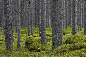 Abies: Common Spruce, Norway Spruce - trunks in a forest