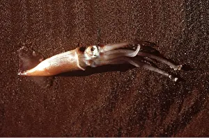 Trapped: COMMON SQUID