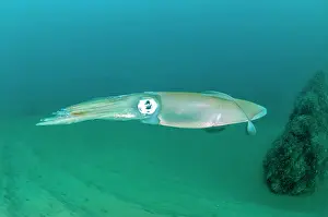 Myopsida: Common squid (Loligo vulgaris), in the Marine Protected