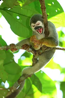 Sciureus: Common Squirrel Monkey