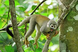 Sciureus: Common Squirrel Monkey