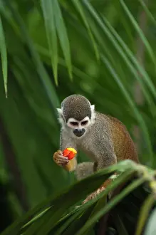 Pete: Common Squirrel Monkey (Saimiri sciureus)
