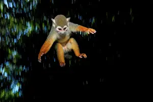 Yoga: Common squirrel monkey (Saimiri sciureus) jumping