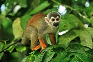 Sciureus: Common Squirrel Monkey / South American Squirrel