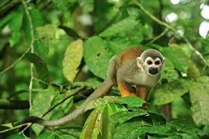 Sciureus: Common Squirrel Monkey / South American Squirrel