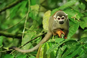 Sciureus: Common Squirrel Monkey / South American Squirrel