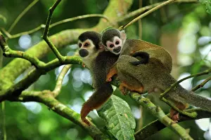 Sciureus: Common Squirrel Monkey / South American Squirrel