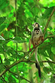 Sciureus: Common Squirrel Monkey / South American Squirrel