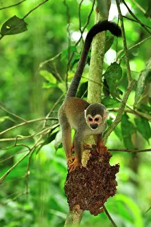Sciureus: Common Squirrel Monkey / South American Squirrel
