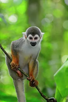 Sciureus: Common Squirrel Monkey / South American Squirrel