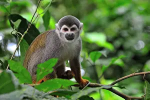 Sciureus: Common Squirrel Monkey / South American Squirrel