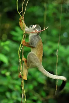 Sciureus: Common Squirrel Monkey / South American Squirrel