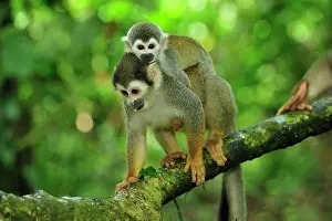 Sciureus: Common Squirrel Monkey / South American Squirrel