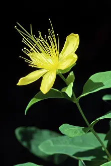 Johns: Common St John's Wort