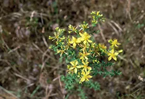 Johns: Common St John's Wort