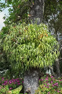 Staghorn: Common staghorn fern - Madeira Portugal