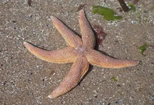 Asterias: Common Starfish
