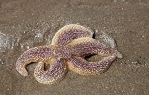 Asterias: Common Starfish