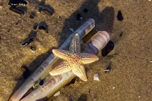 Asterias: Common Starfish