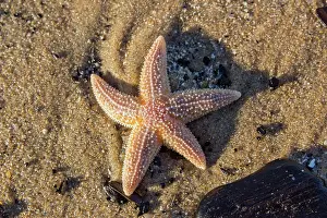 Asterias: Common Starfish